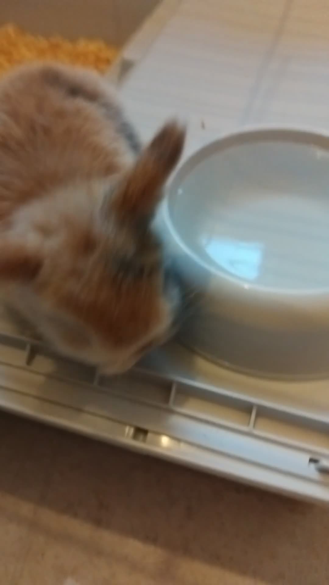 Mini Lion Lop rabbits for sale: Mini lop merl female rabbit  - Video 5