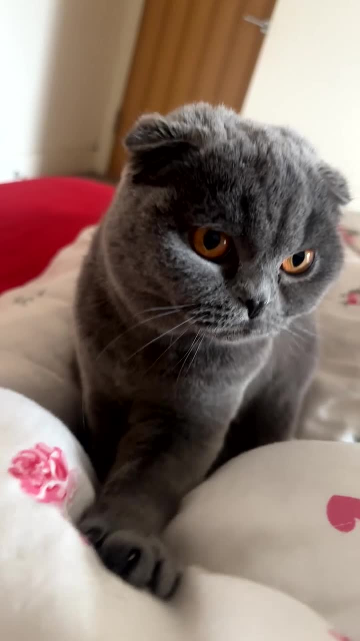 Scottish Fold cats for sale: Scottish fold kitten - GUCCI  - Video 2