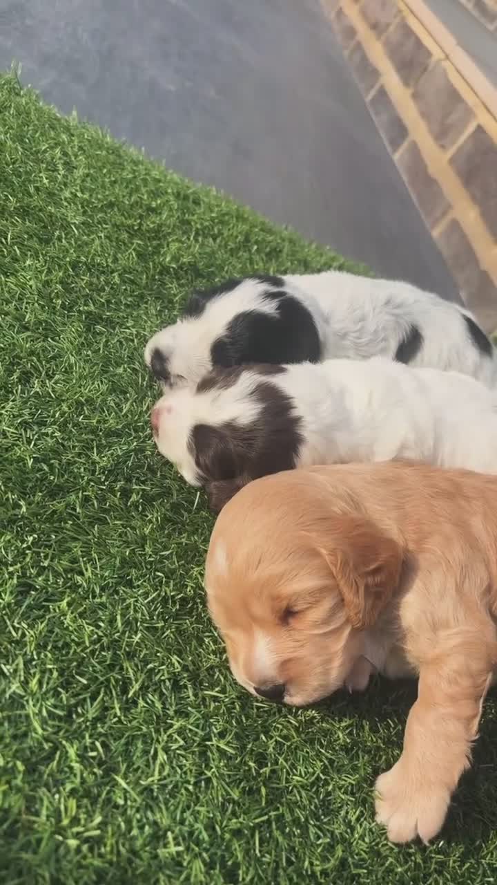 Cocker Spaniel dogs for sale: Cocker spaniel - Video 2