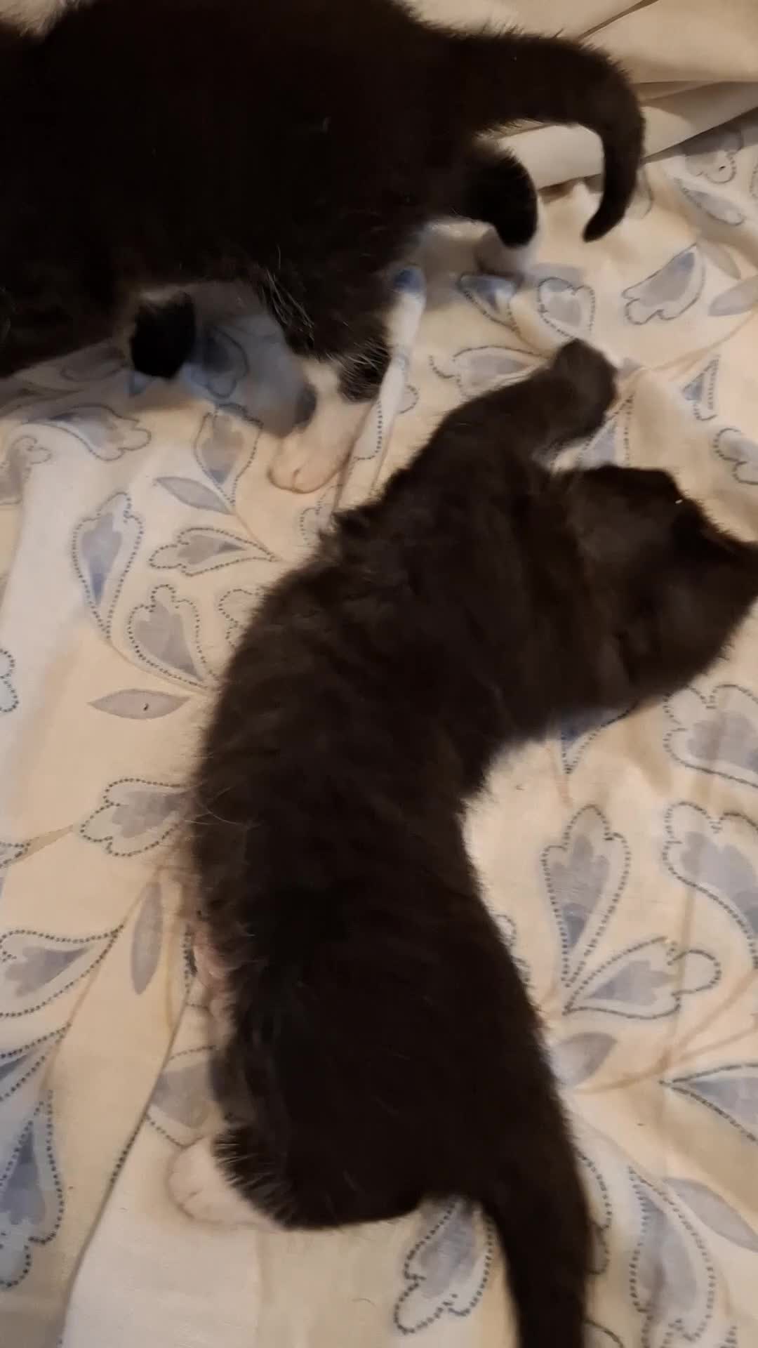 British Shorthair cats for sale: British Shorthair cross kittens Tabby Black/white - Video 2