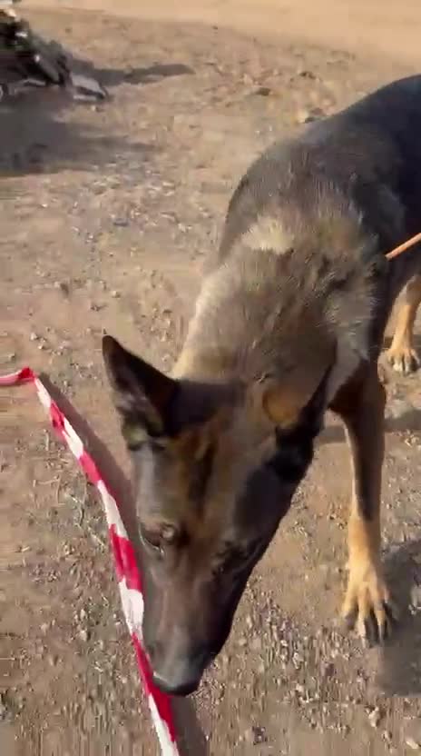 Mixed Breed dogs for adoption: Mimi is searching for her forever family - Video 2