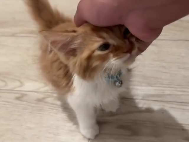 Mixed Breed cats for sale: Ginger Kitten  - Video 3