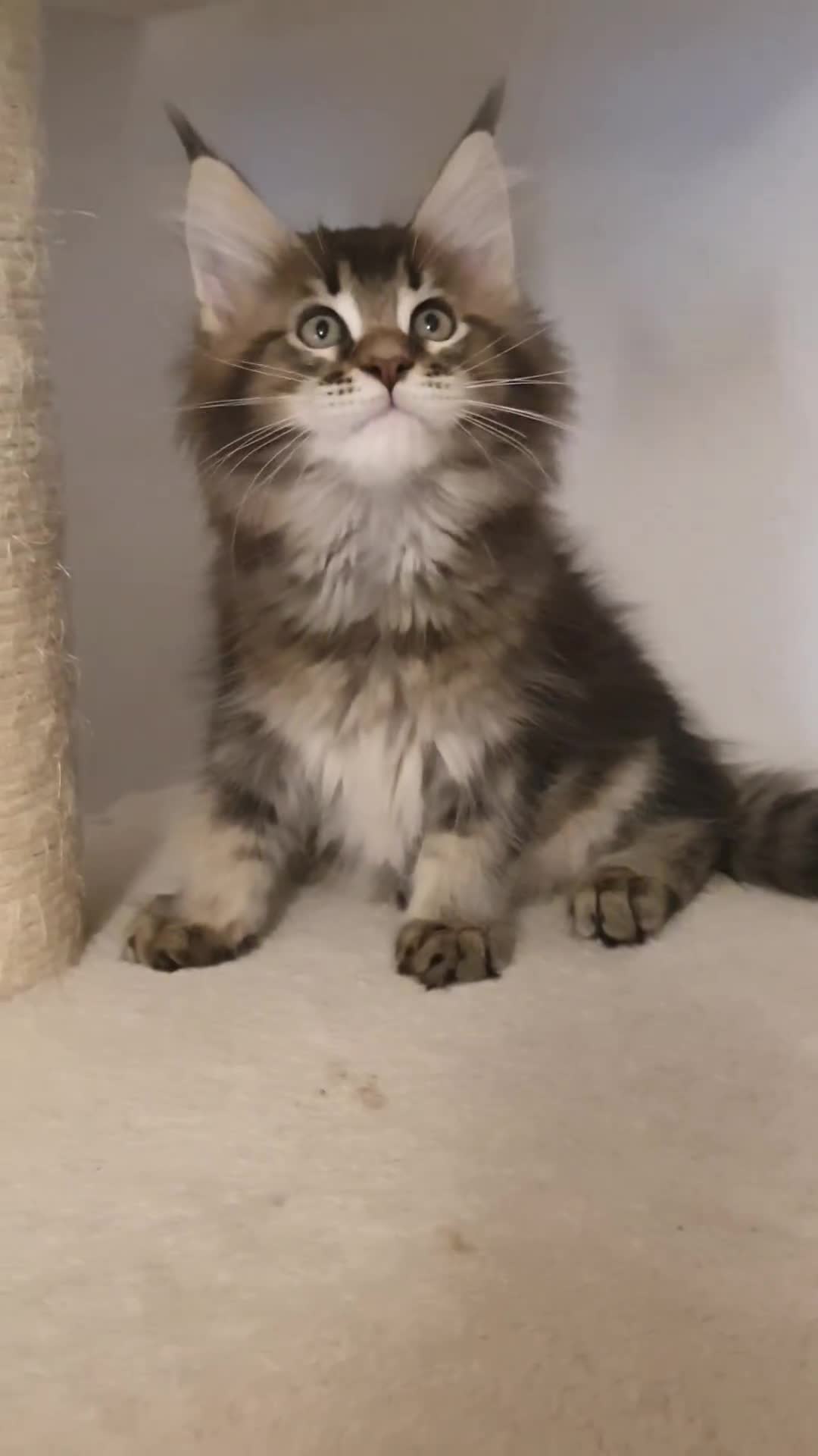 Maine Coon cats for sale: pure maine coon kittens - Video 4