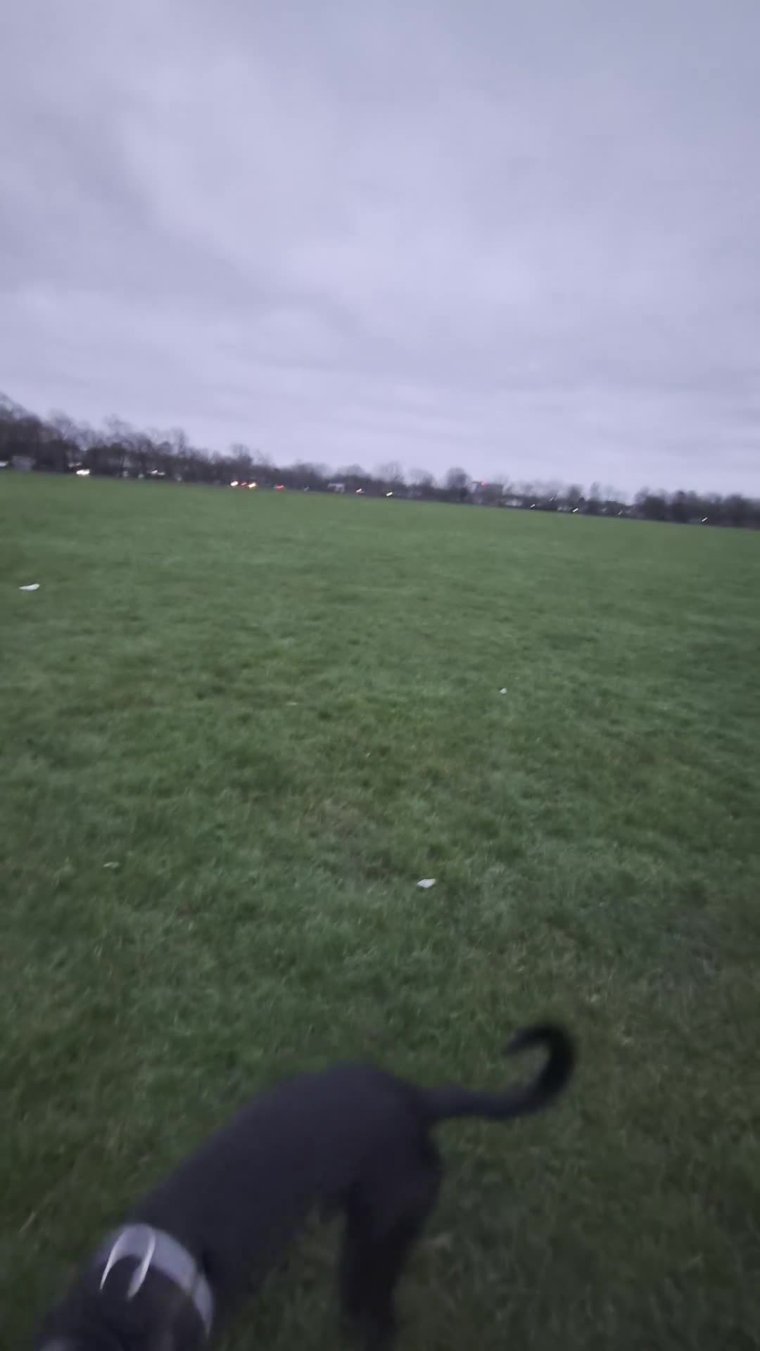 Mixed Breed dogs for sale: Whippet Collie mix in Doncaster - Video 1