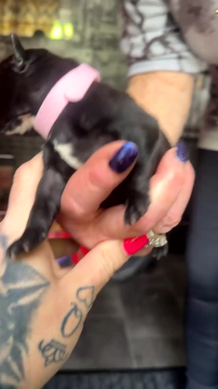 Staffordshire Bull Terrier dogs for sale: Staffordshire bull terrier puppies  - Video 5