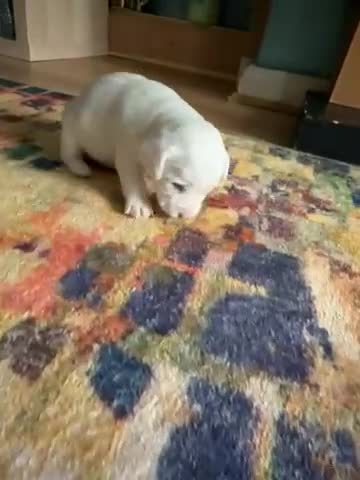 Jack Russell dogs for sale: Jack Russell  - Video 5