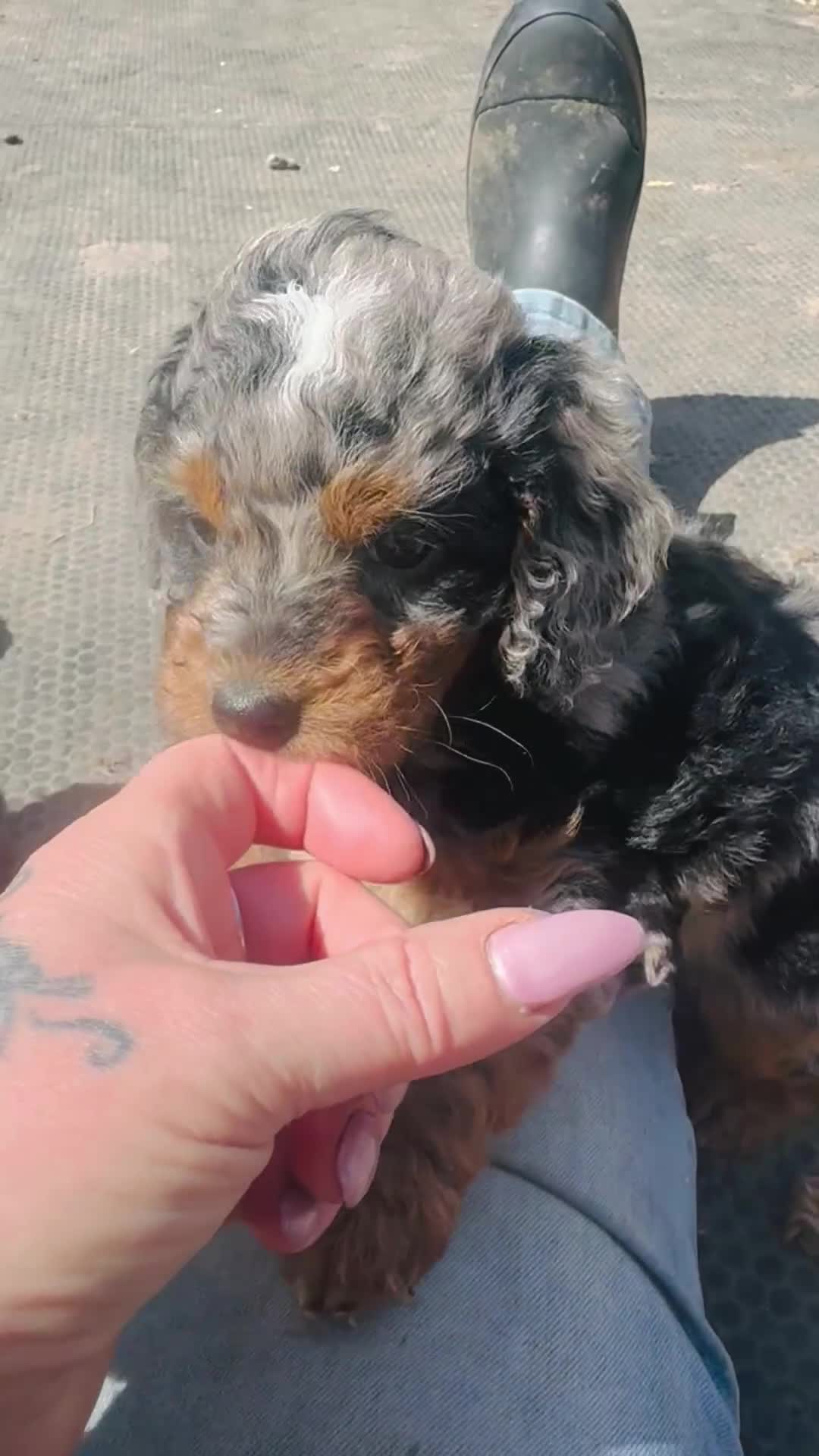 Cockapoo dogs for sale: Wow just wow 🤩  - Video 2