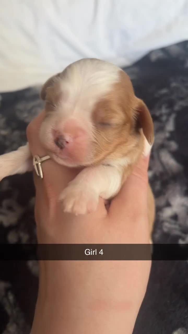 Cavalier King Charles Spaniel dogs for sale: 🐾 KC Registered Cavalier King Charles Spaniel 🐾 - Video 4