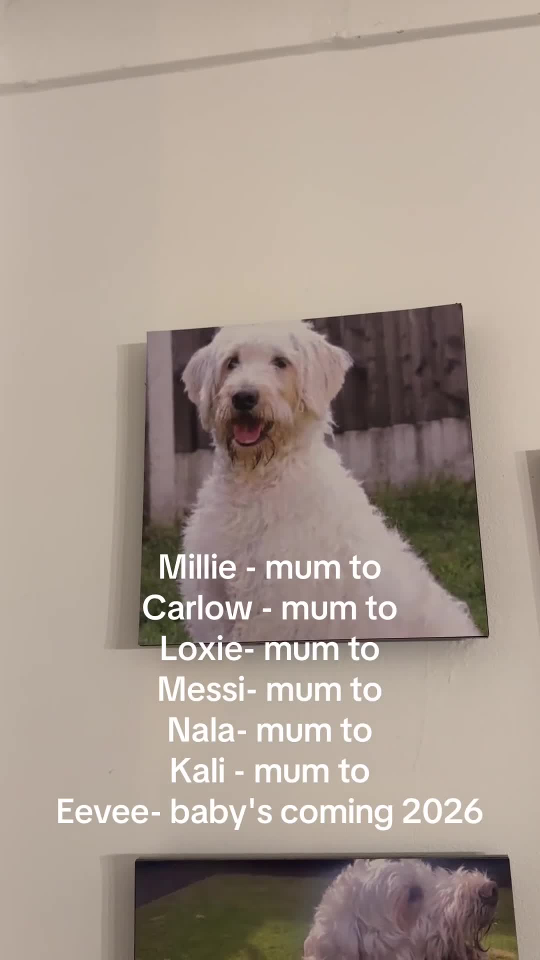 Labradoodle dogs for sale: Labradoodles 11th plus generation  - Video 1