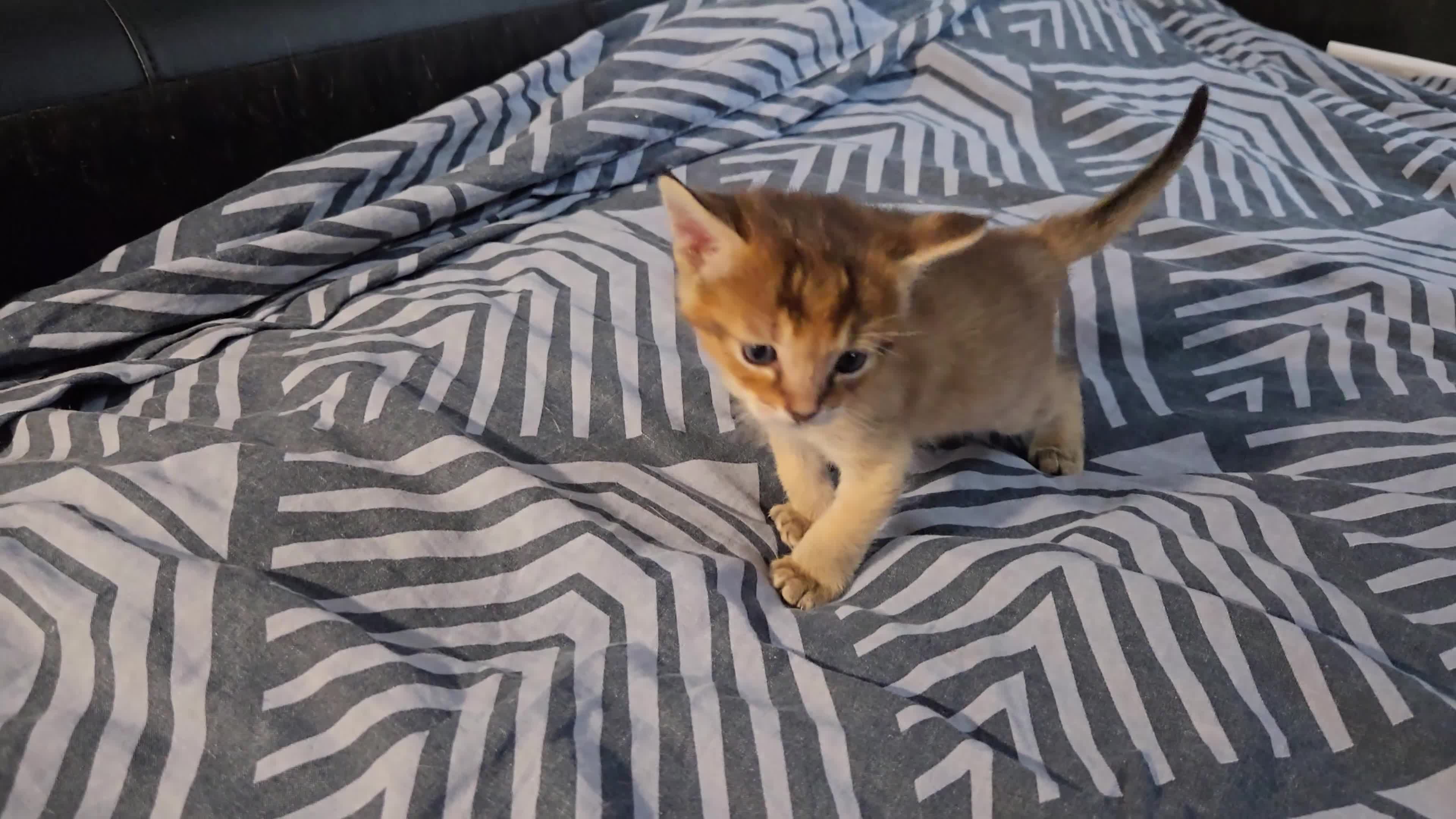 Chausie cats for sale: CHAUSIE  - Video 1