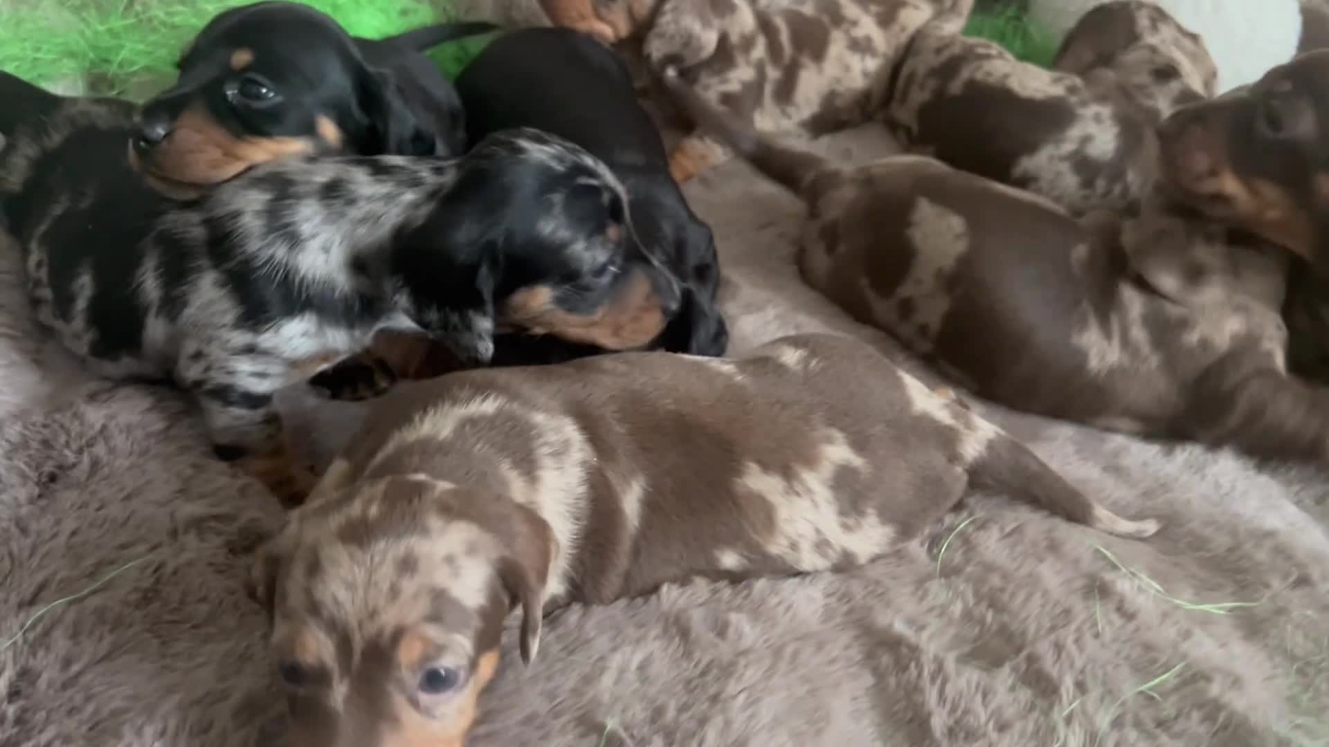 Dachshund dogs for sale: Dachshund Puppies   - Video 1
