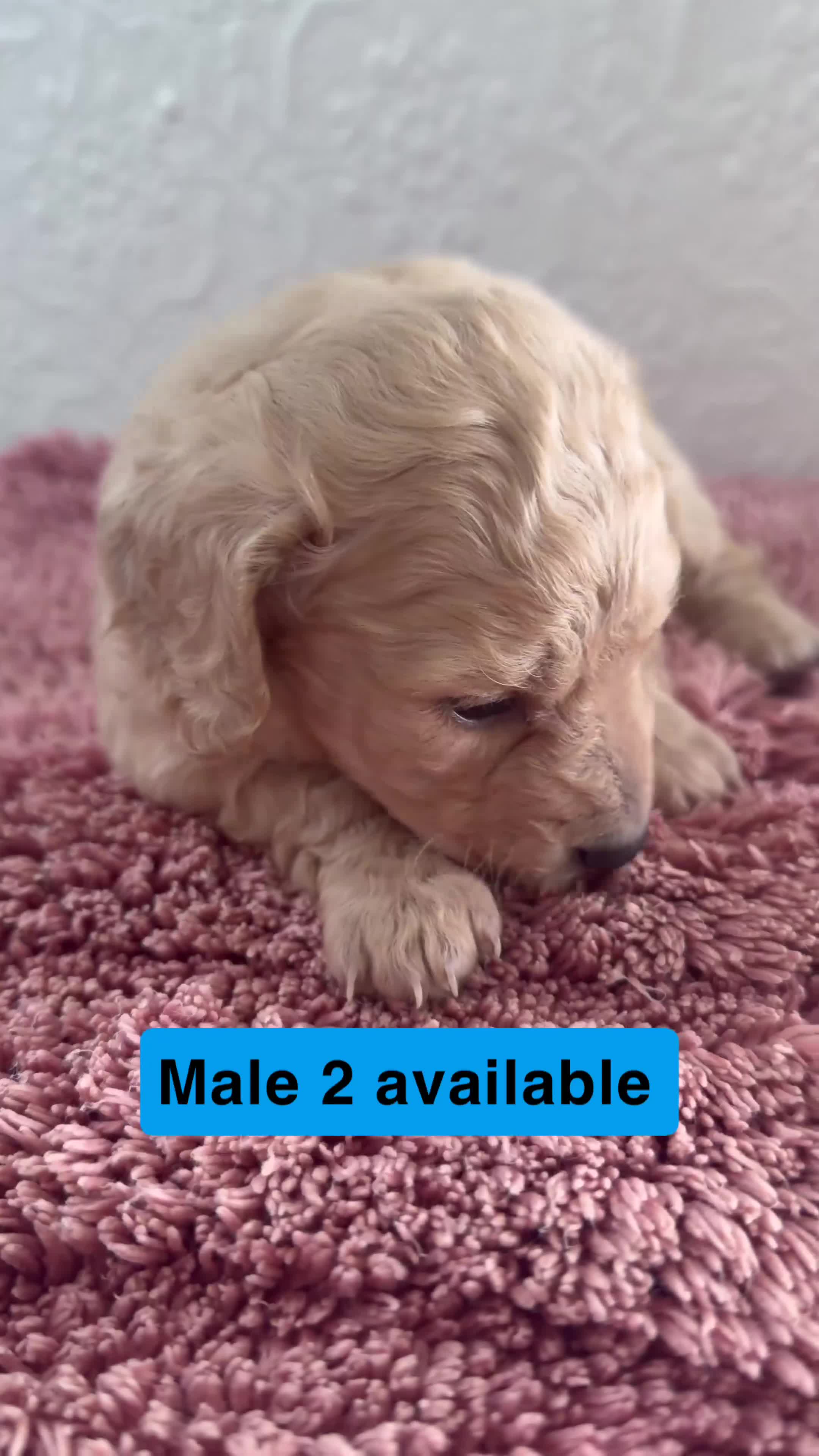 Dachshund dogs for sale: Cream full long haired dachshund puppies  - Video 2