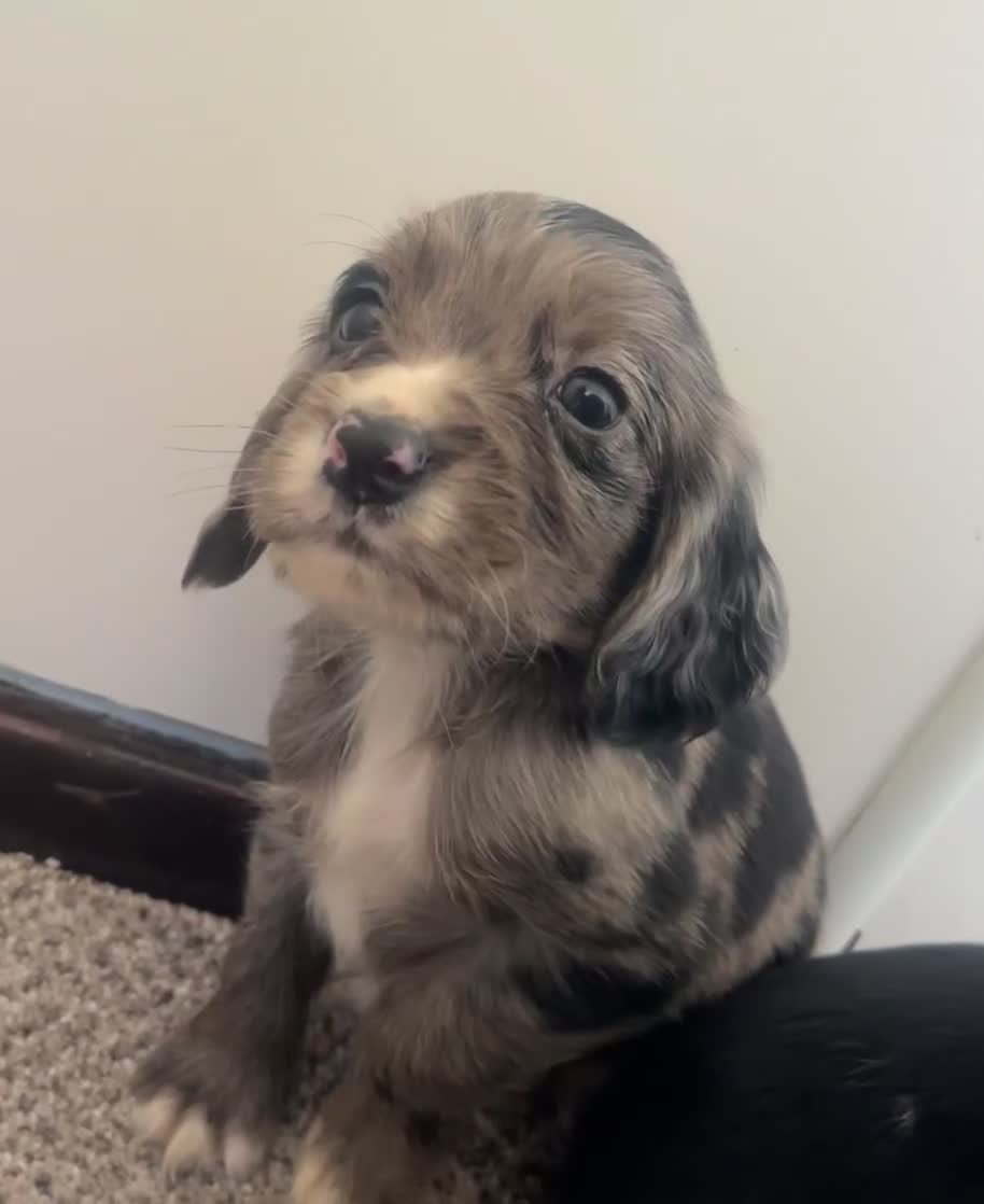 Cocker Spaniel dogs for sale: Working cocker spaniel puppies - Video 1