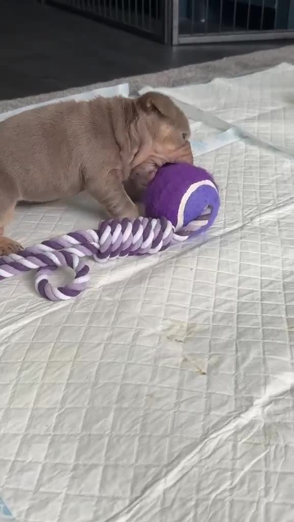 French Bulldog dogs for sale: Stunning KC Registered French Bulldog Puppies 🐶 - Video 4