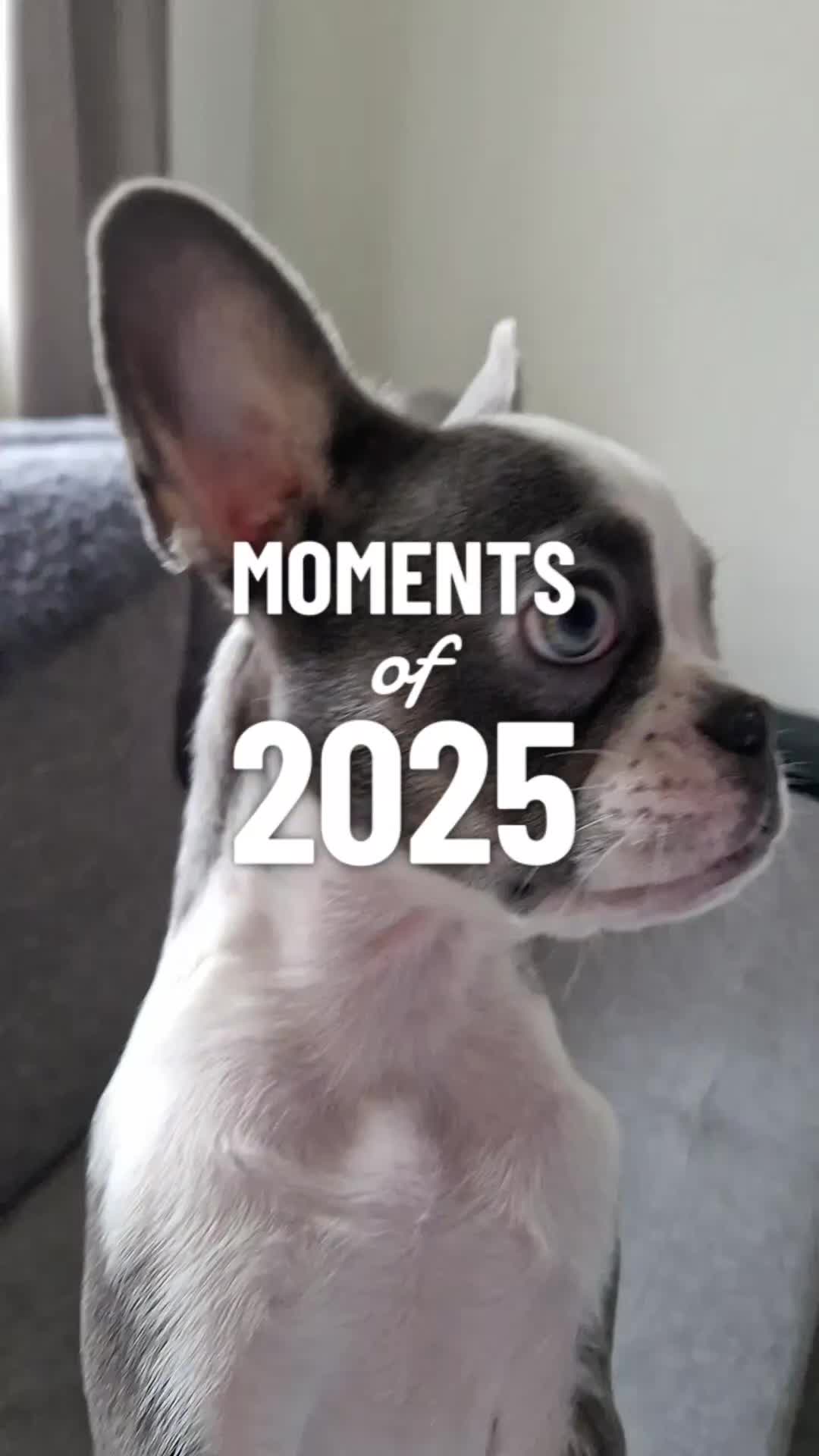 French Bulldog dogs for sale: Female french bulldog - Video 1