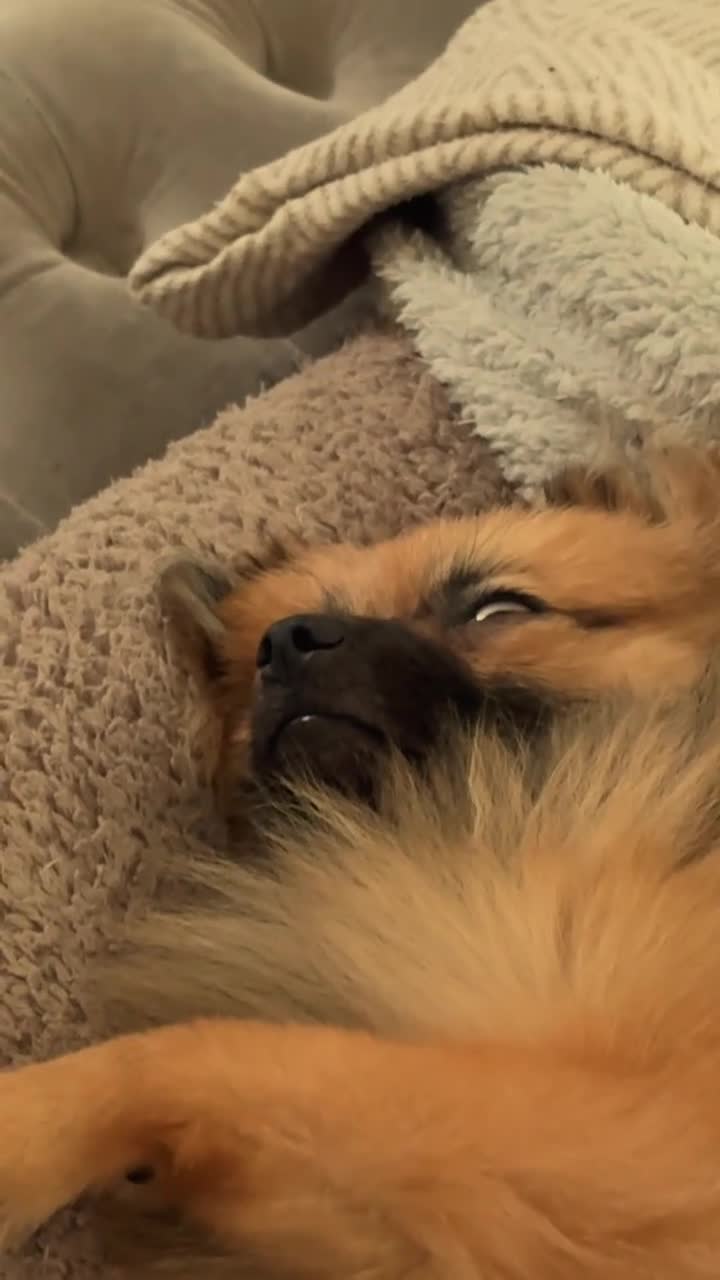 Pomeranian dogs for sale: Romsky - Video 4