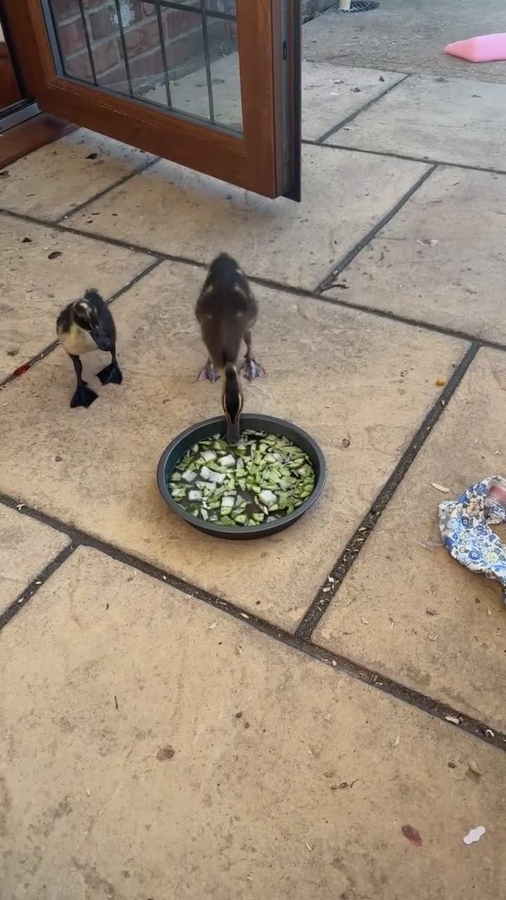 Ducks poultry for sale: Hand rear runner duck pair.  - Video 3