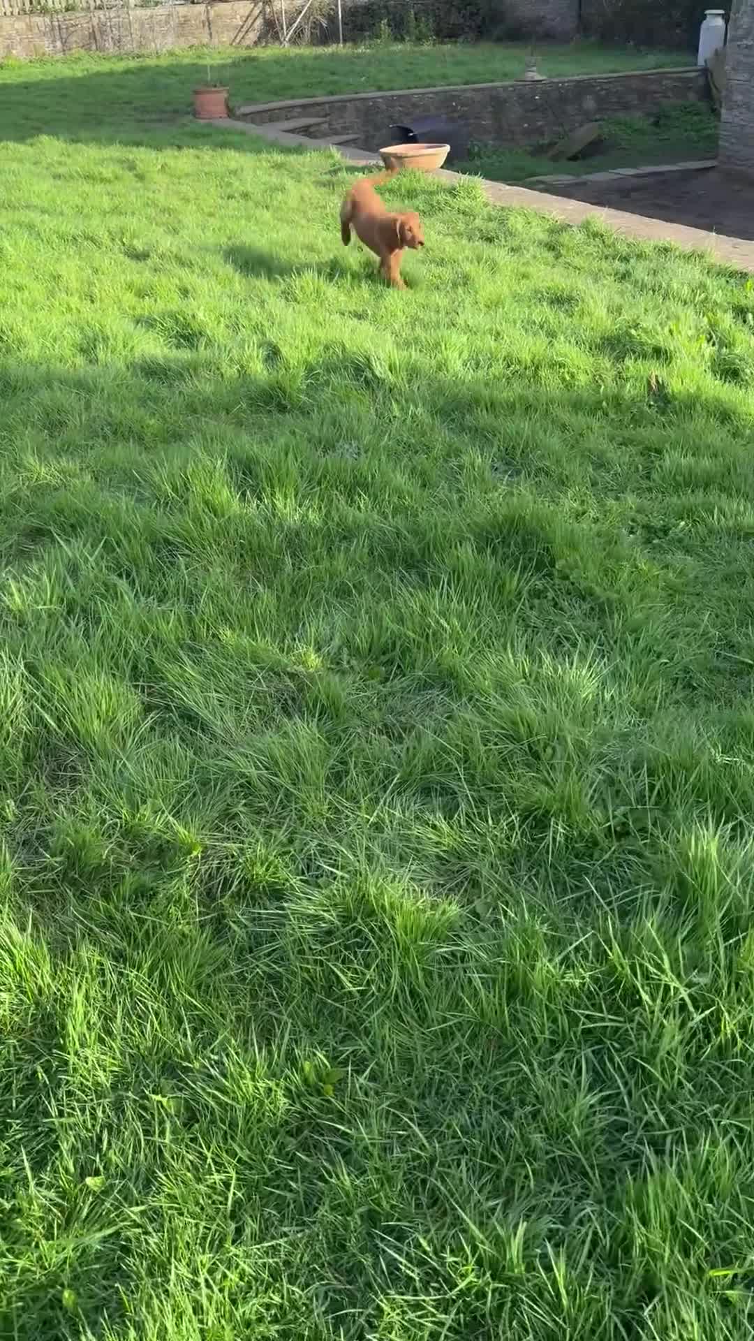 Goldendoodle dogs for sale: Female Goldendoodle pup standard ready to leave   - Video 2