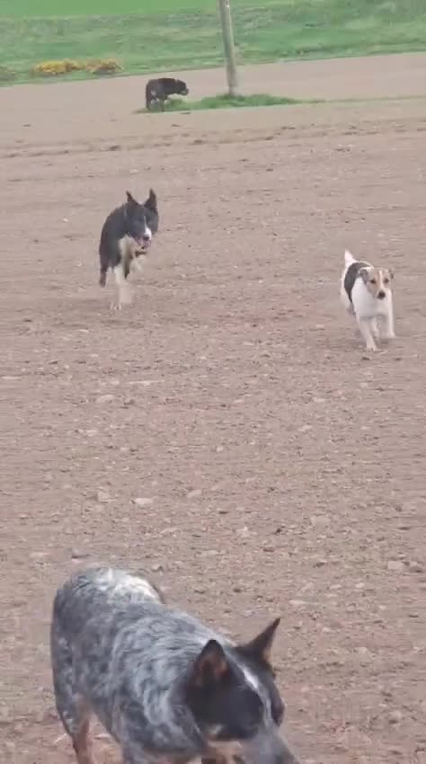 Border Collie dogs for sale: BORDER COLLIE - Video 1