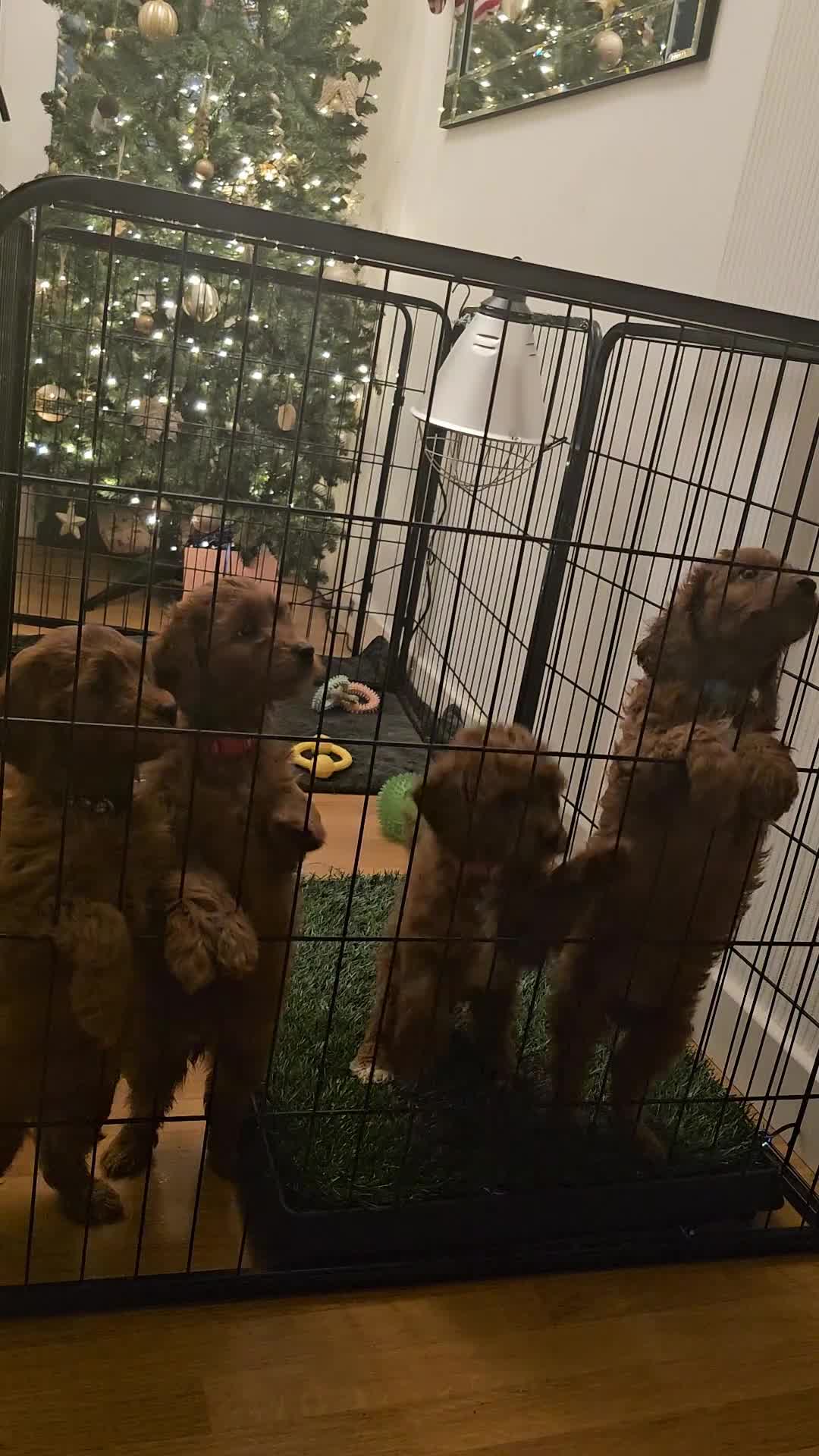 Cavapoo dogs for sale: Beautiful F2 Cavapoo Puppies - Video 2