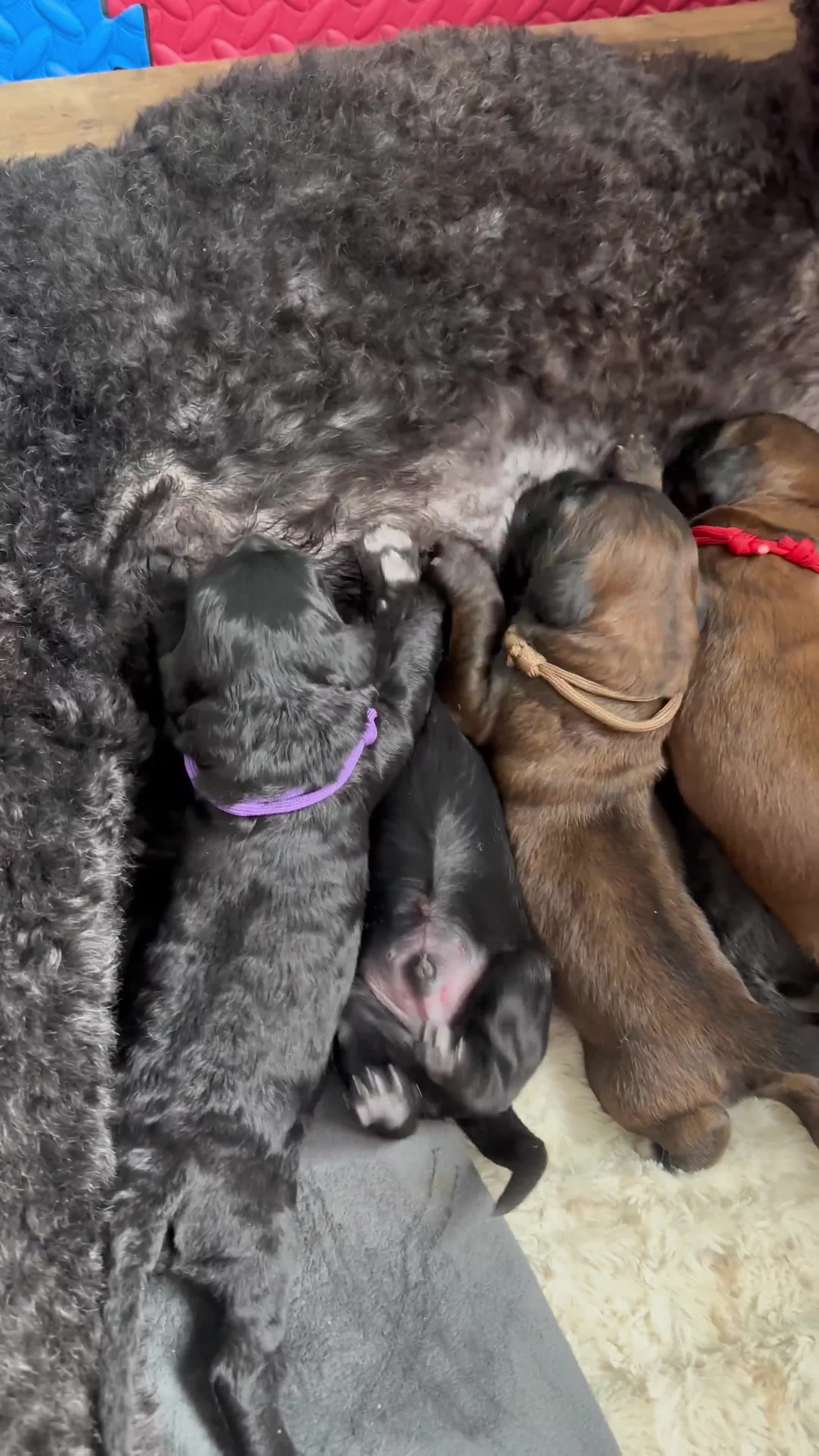 Mixed Breed dogs for sale: F1 Saint Berdoodles - Video 1