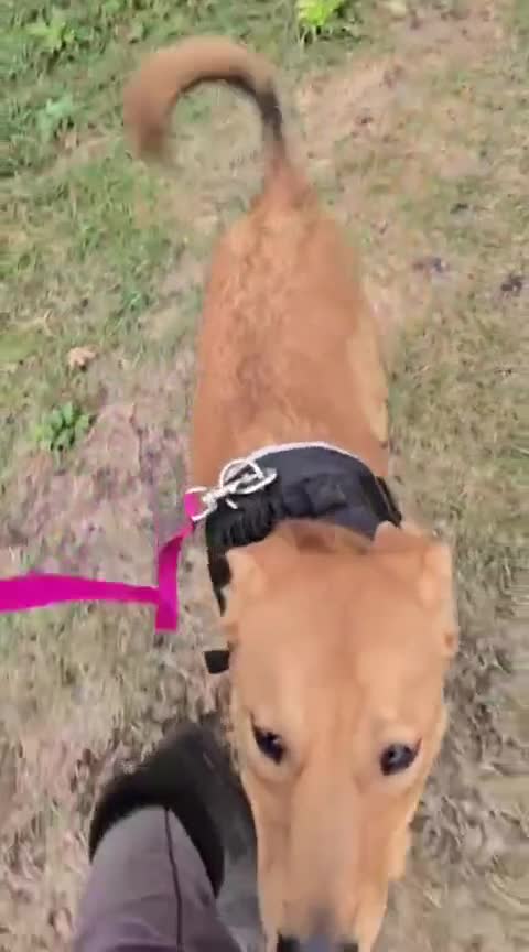 Mixed Breed dogs for adoption: URGENT: 💙ARCHIE & ARNY – Two Ginger Love-Bugs💙 - Video 3