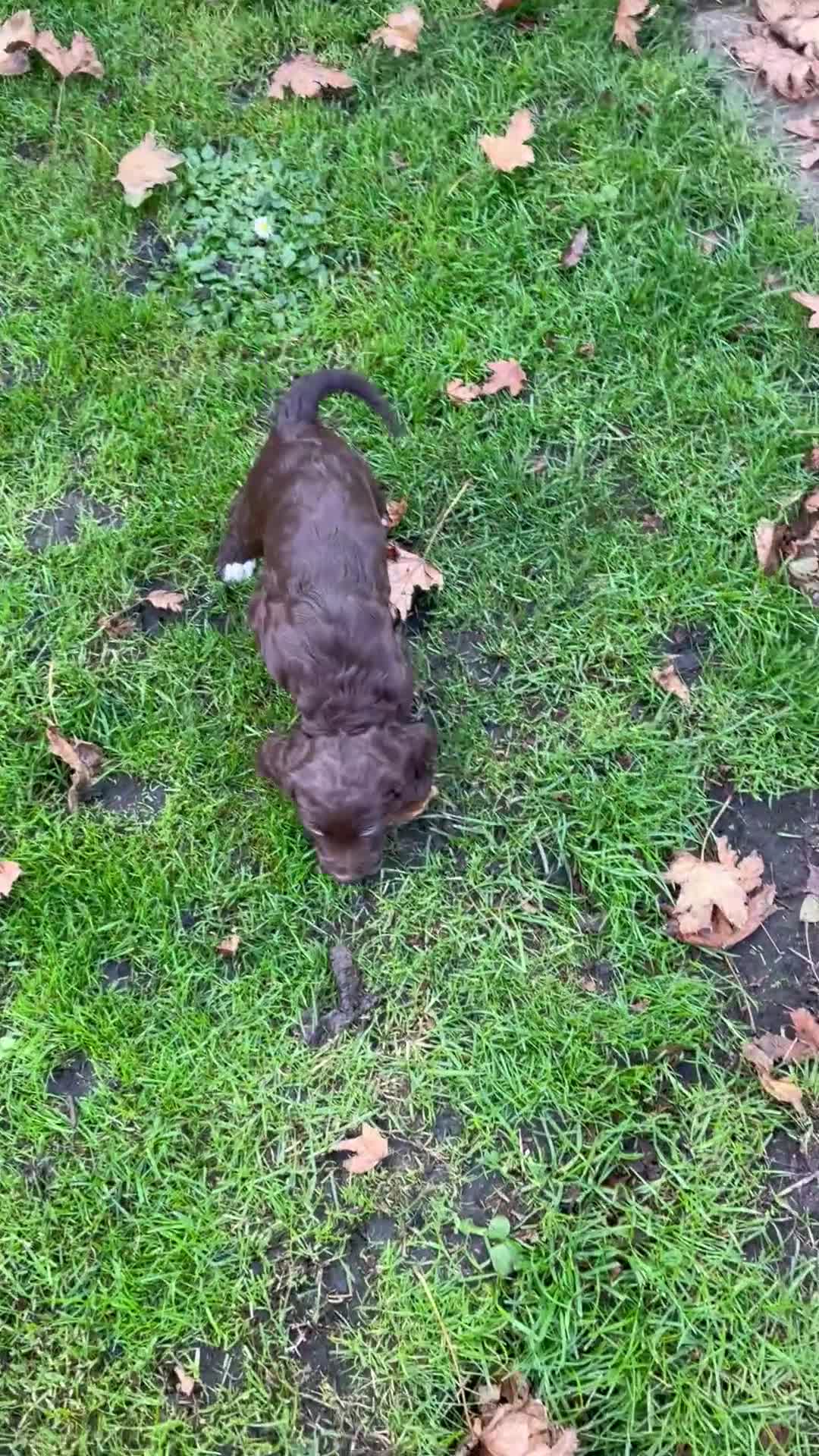 Cocker Spaniel dogs for sale: Adorable working cocker spaniel puppies  - Video 3