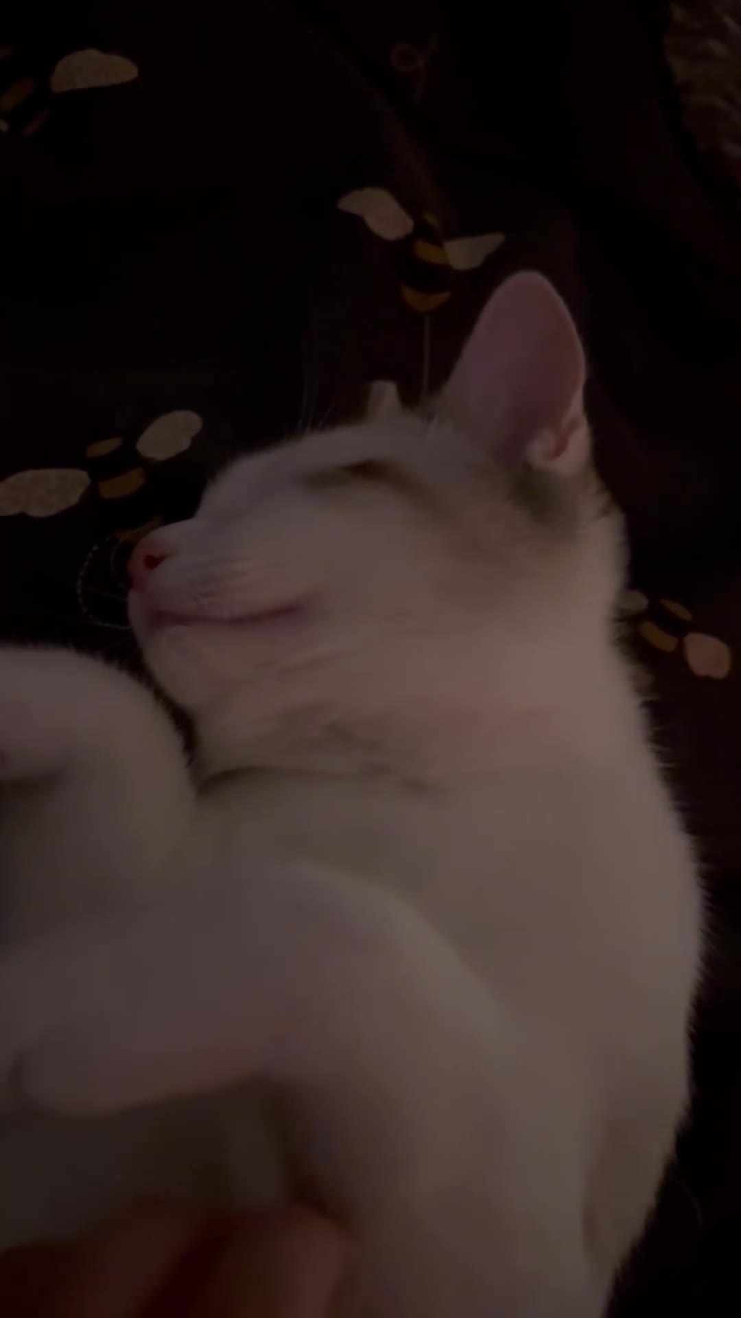 Ragdoll cats for sale: 3 Rag Cross Kittens - Video 2