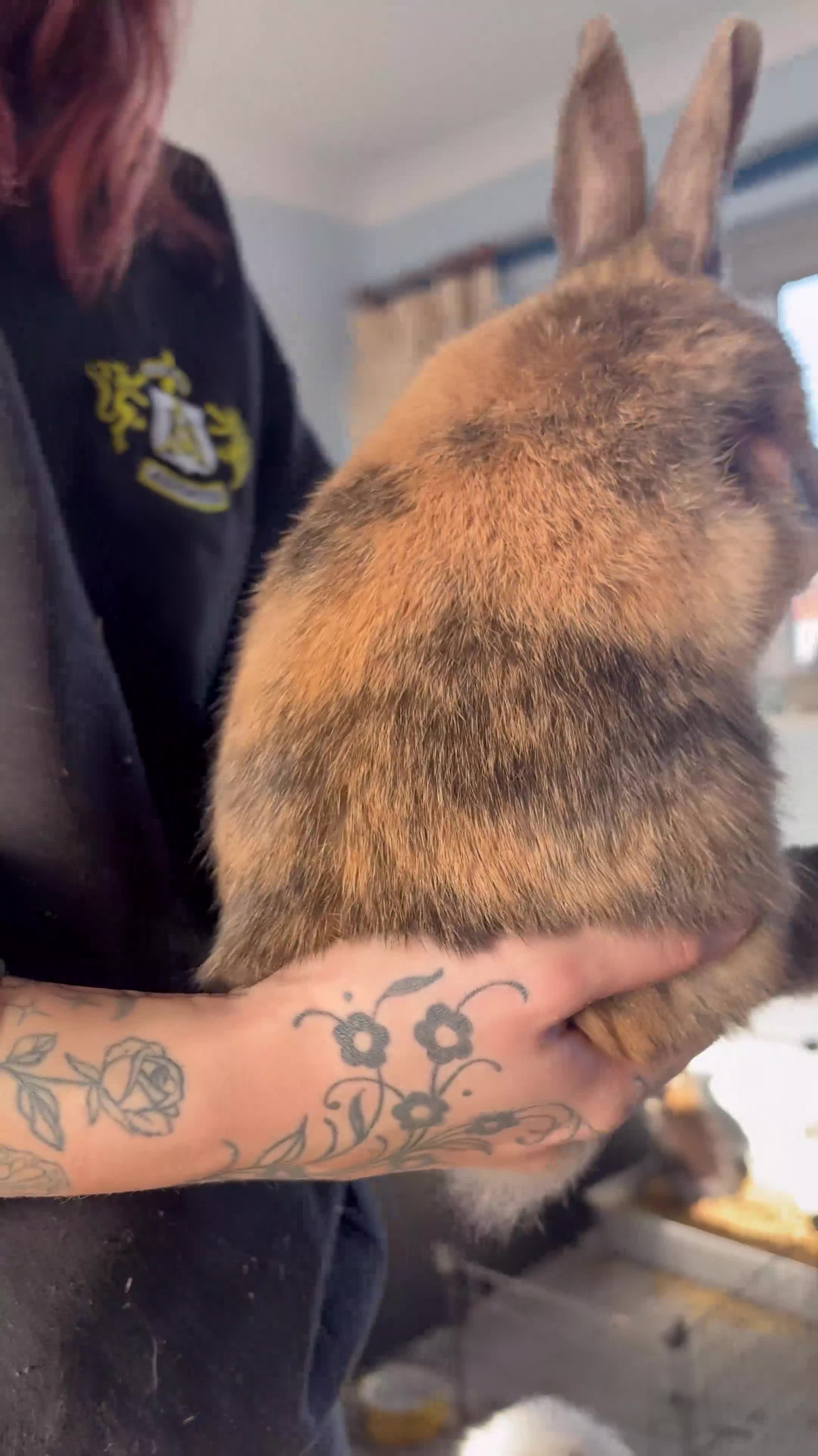 Mixed Breed rabbits for sale: 2 male Rex X netherland dwarf - Video 3