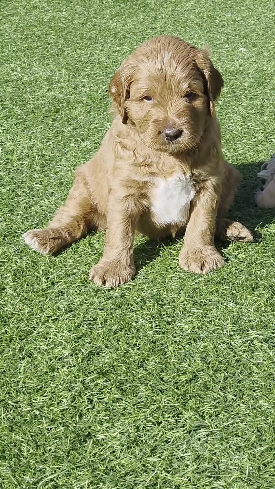 Australian Labradoodle dogs for sale: Australian Labradoodle Puppies  - Video 3