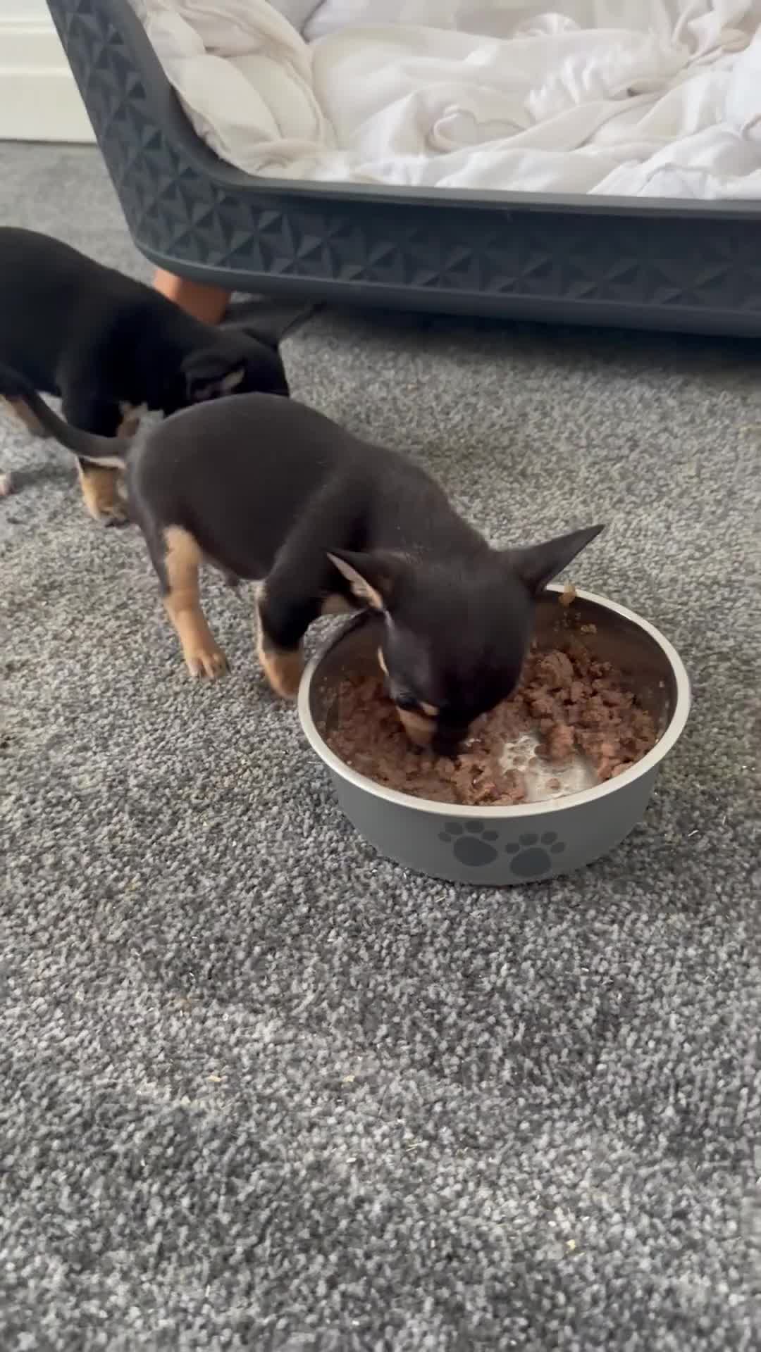 Chihuahua dogs for sale: Pablo and Diego  in Bolton - Video 1