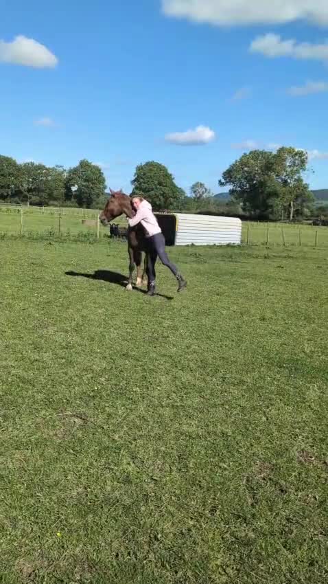 Irish Sports horses for sale: Super talented sport horse in Hereford - Video 2