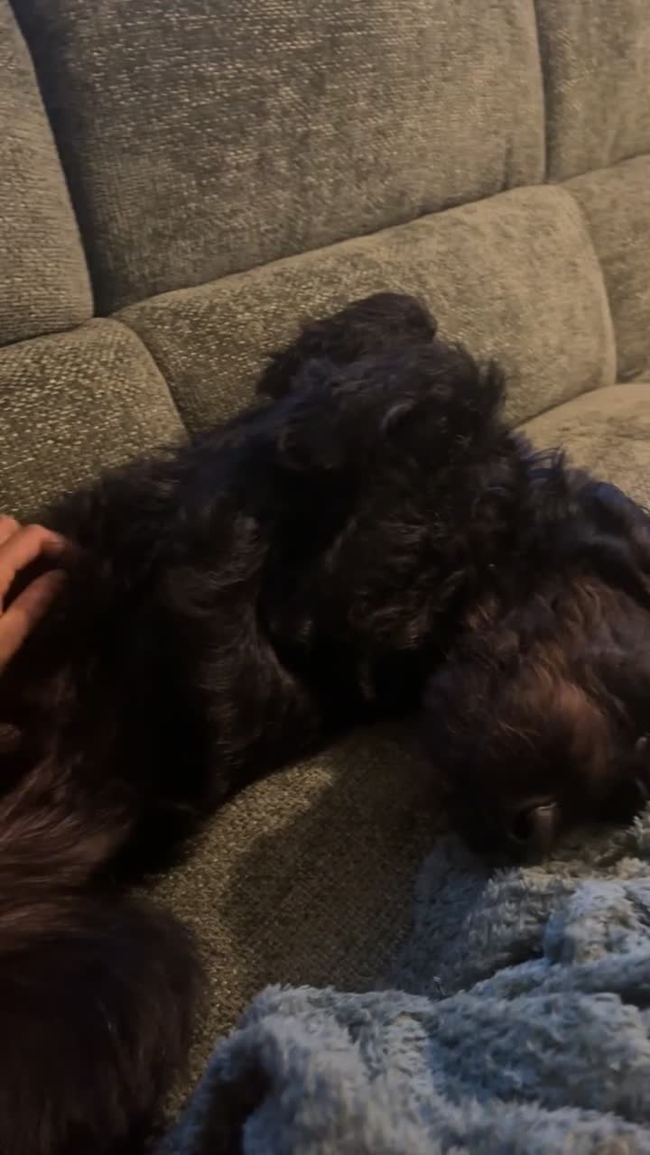 Labradoodle dogs for stud: Stunning black mini labradoodle for Stud  - Video 1