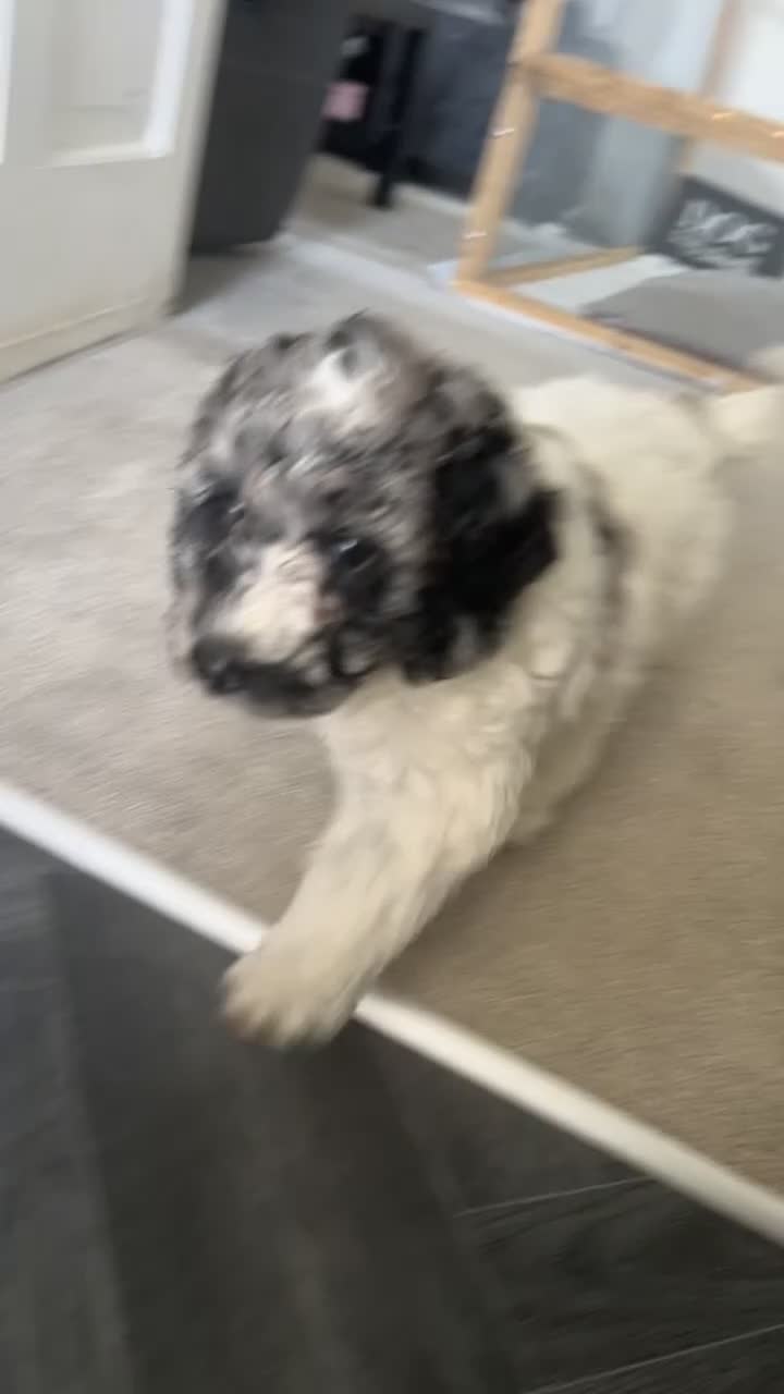 Cockapoo dogs for sale: Ready to go Cockapoos puppies 🐾🐾 - Video 3