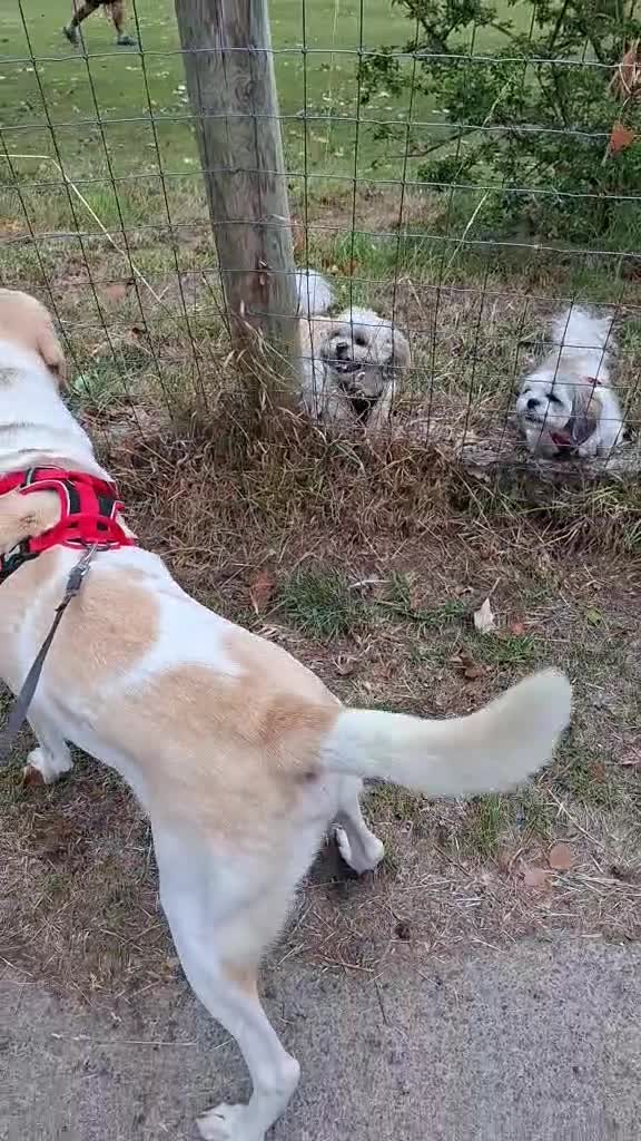 Labrador Retriever dogs for adoption: STORM !  - Video 1