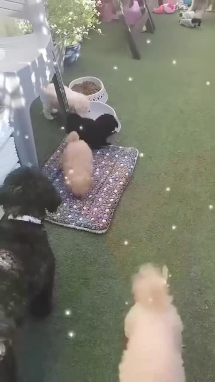 Toy Poodle dogs for stud: *2 STUDS AVAILABLE*FULL PEDIGREE SILVER & PHANTOM in Colwyn Bay - Video 1