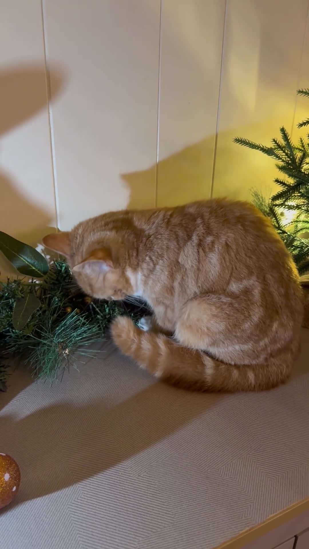 Mixed Breed cats for sale: Three lovely cats looking for home - Video 2