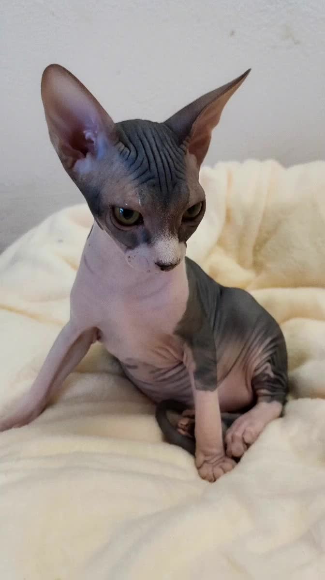 Sphynx cats for sale: Sphynx Kittens – Males & Female – International ✅ - Video 1