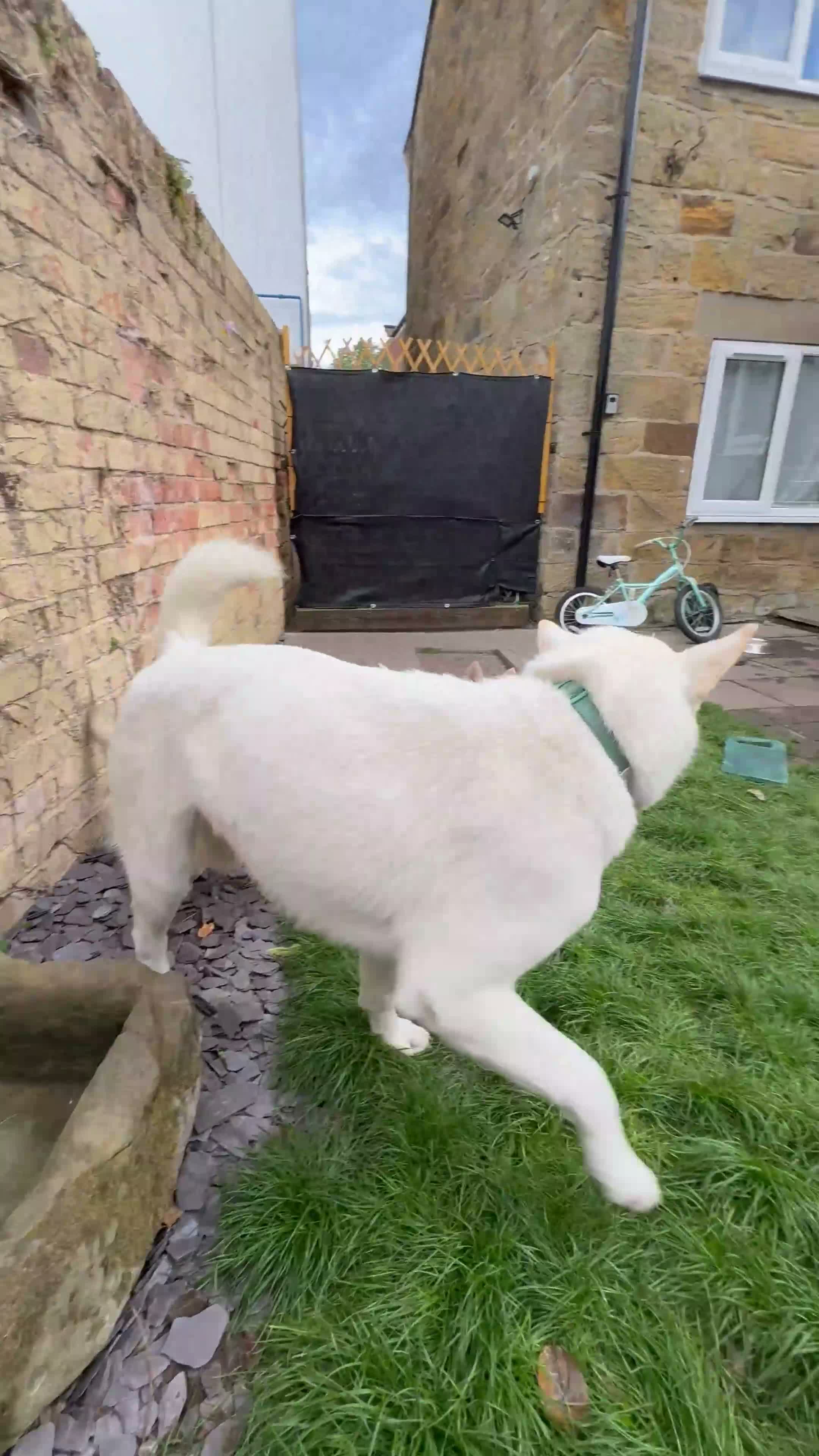 Shepsky dogs for sale: Stunning Shepsky Girl - Video 2