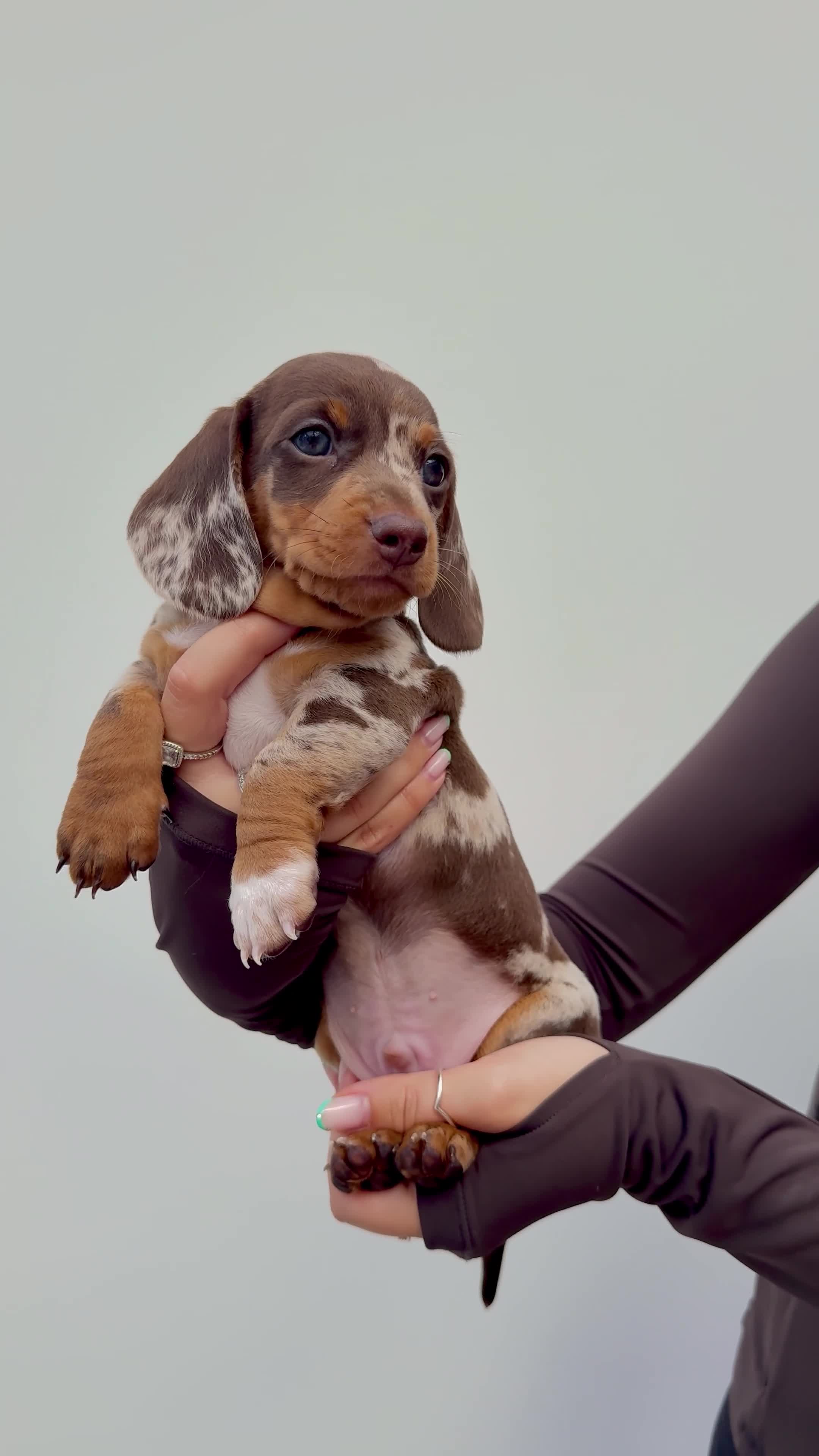 Miniature Dachshund dogs for sale: !! REDUCED !! LAST BOY LEFT!! - Video 1