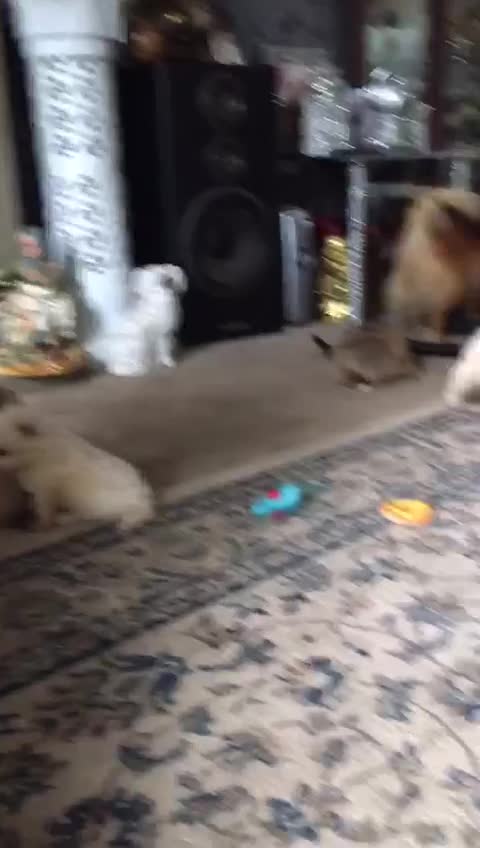 Pomeranian dogs for sale: Butiful Pomeranians - Video 2