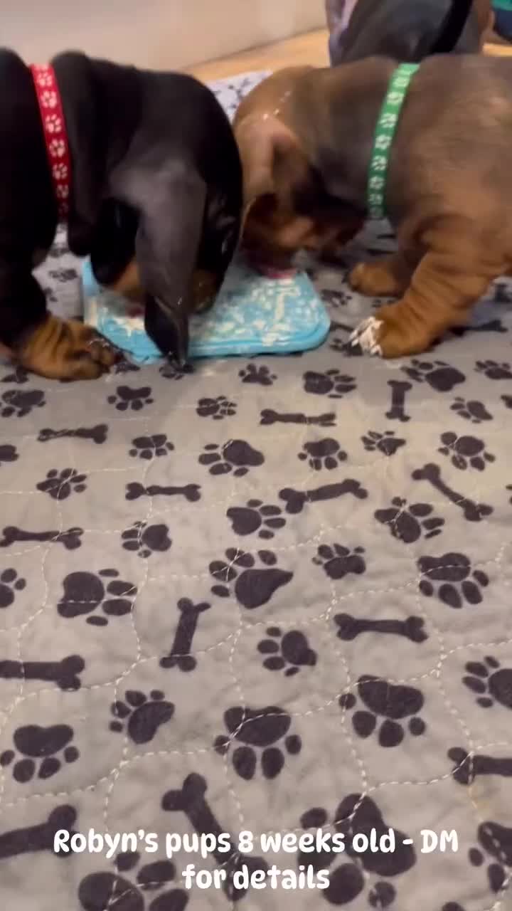 Dachshund dogs for sale: Standard Smooth Coat Dachshunds - Video 1