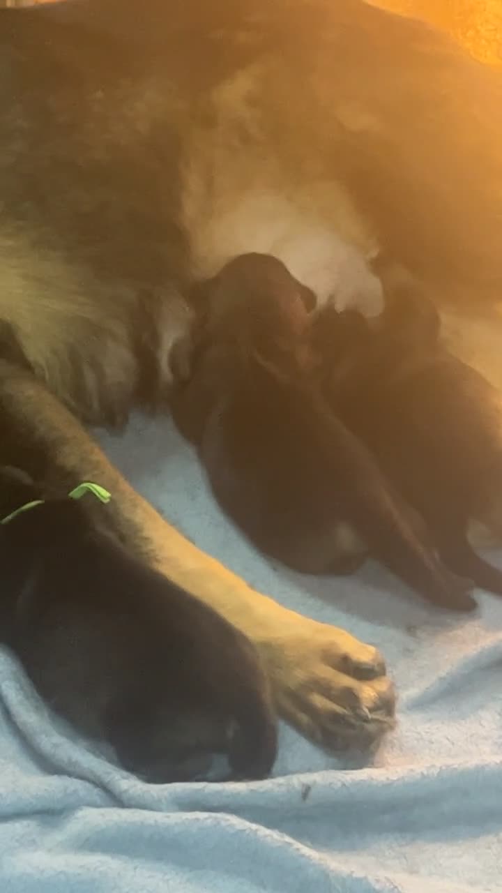 Mixed Breed dogs for sale: Shollies puppies - Video 1