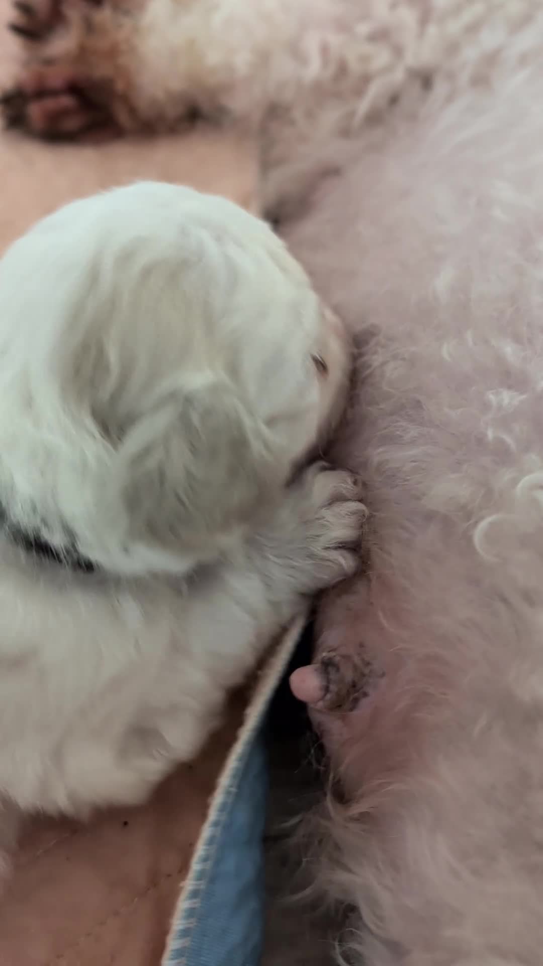 Bichon Frise dogs for sale: Barny and Bubba have had three lovely Puppies.   - Video 1