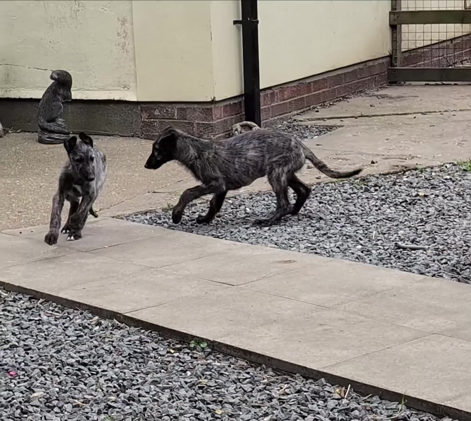 Deerhound dogs for sale: Deerhound Pups (Full Pedigree/KC Registered)  - Video 1