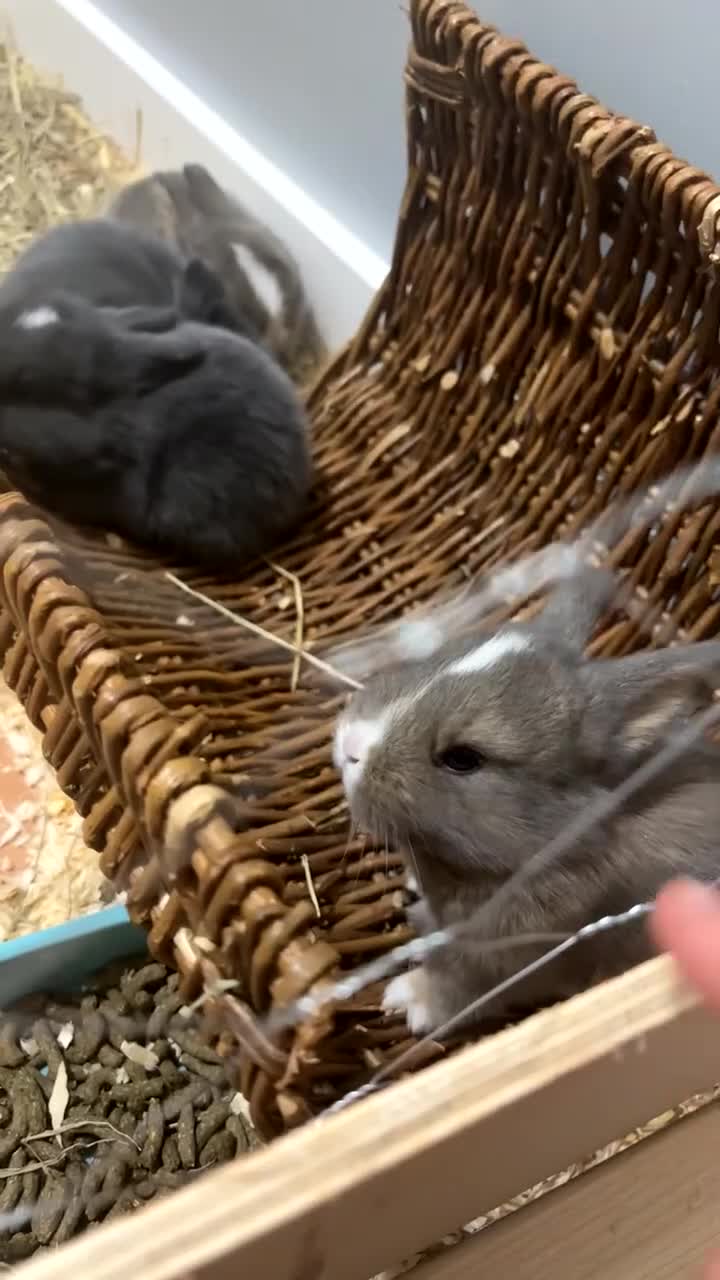 Mini Lop rabbits for sale: Grey/White mini lop rabbit  - Video 1