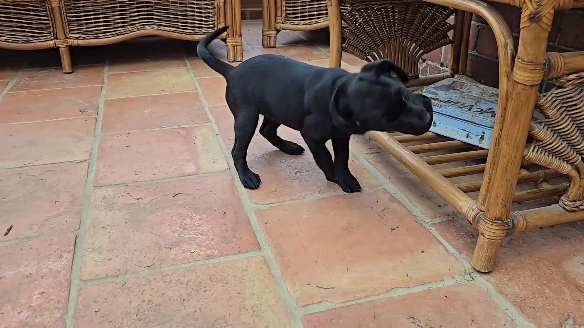 Labrador Retriever dogs for sale: KC FTCh Black Lab Boys - Elite Quality, Ready Now - Video 1