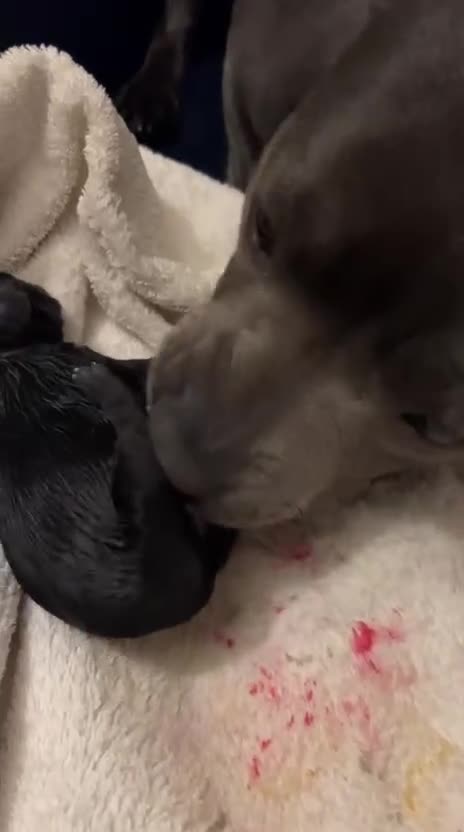 Staffordshire Bull Terrier dogs for sale: 🏆 Six Little Legends | Champion Staffords | Devon in Exeter - Video 1