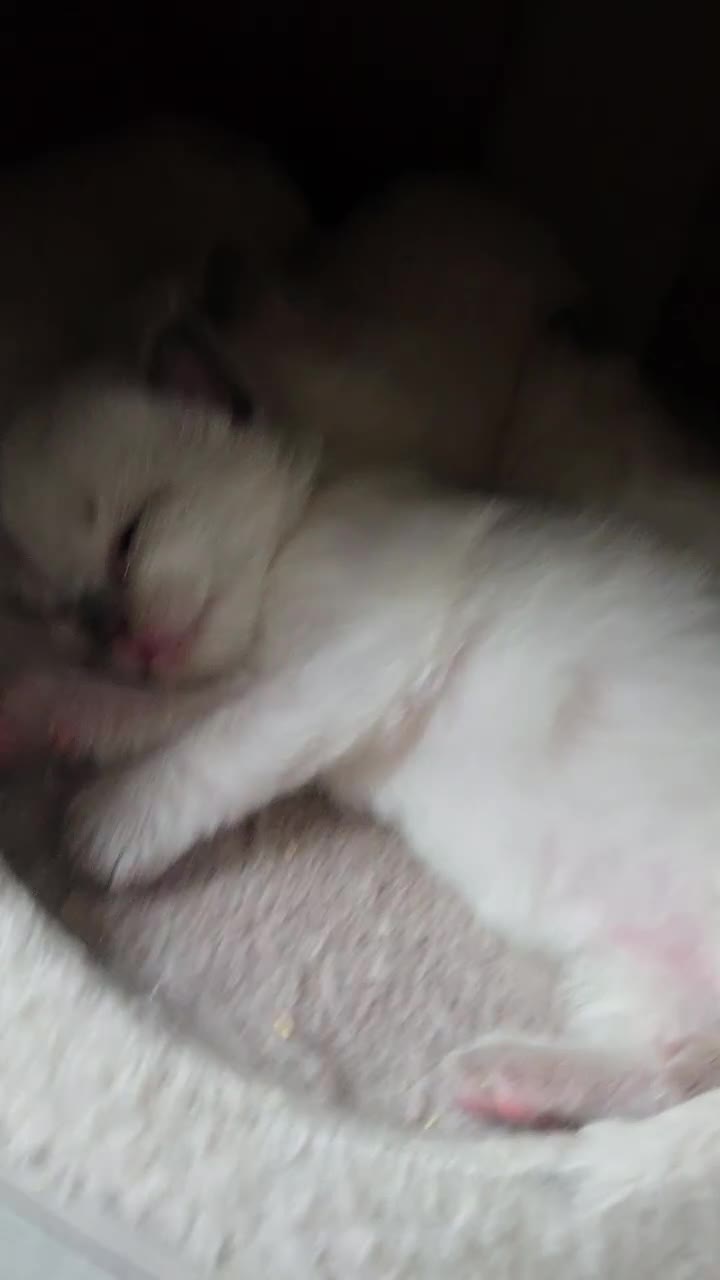 Ragdoll cats for sale: 4 Stunning Ragdolls (ready in August) in Bristol - Video 1
