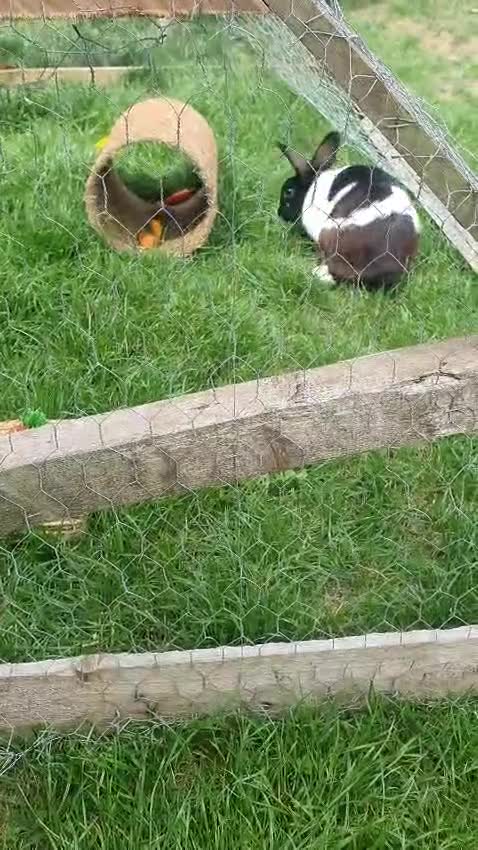 Mixed Breed rabbits for sale: Rex cross giant male  - Video 1